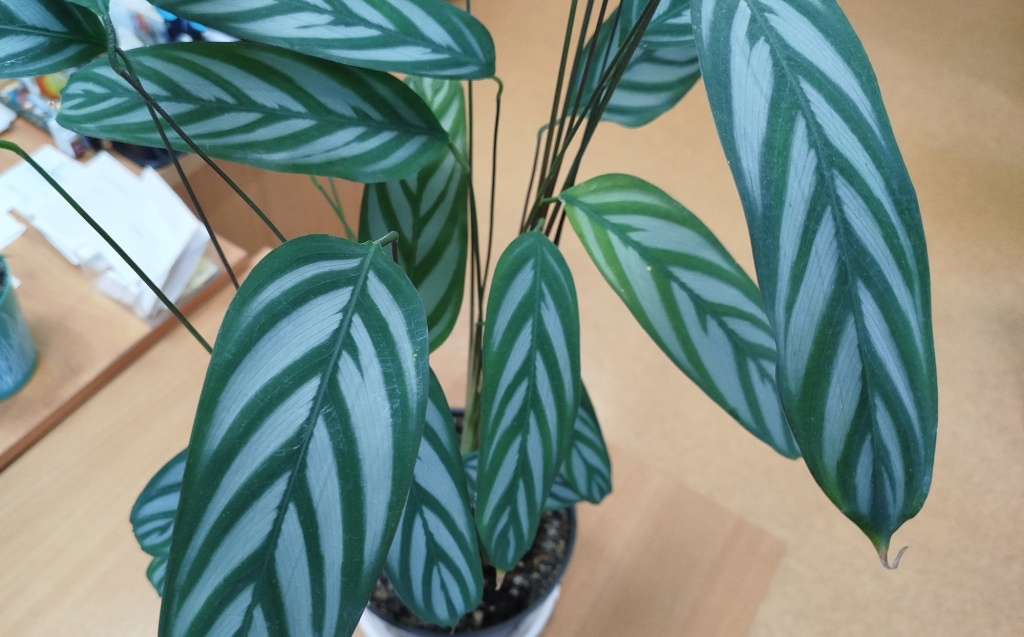 Ктенанта Оппенгейма.jpg