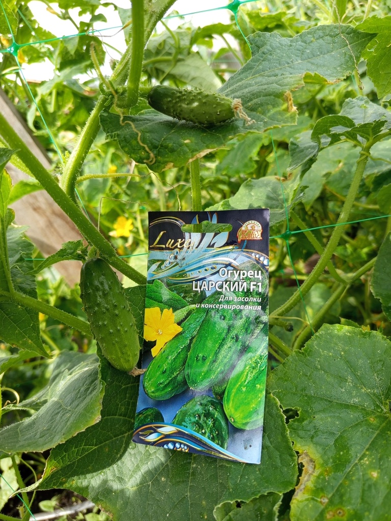 Несмотря на начало болезней, продолжается плодоношение.jpg