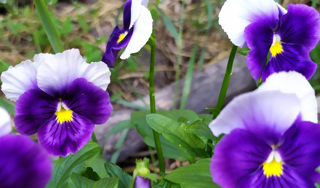 Виола Роскошь.jpg