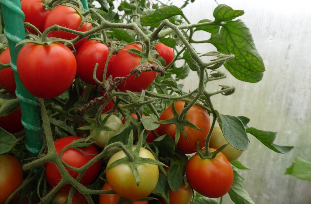 Томат Вкусника 2.JPG