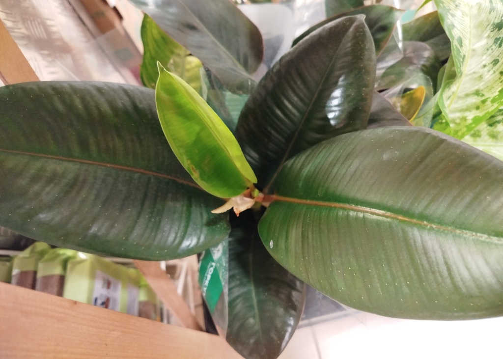 Фикус Эластика Робуста.jpg