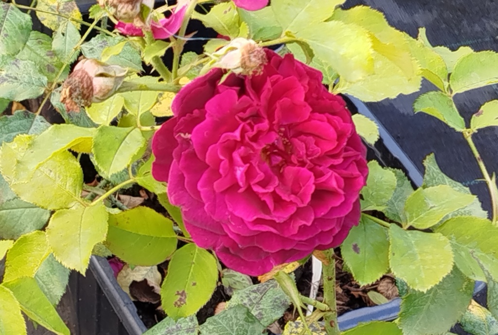 Роза Остина Манстед Вуд (The Munstead Wood).jpg