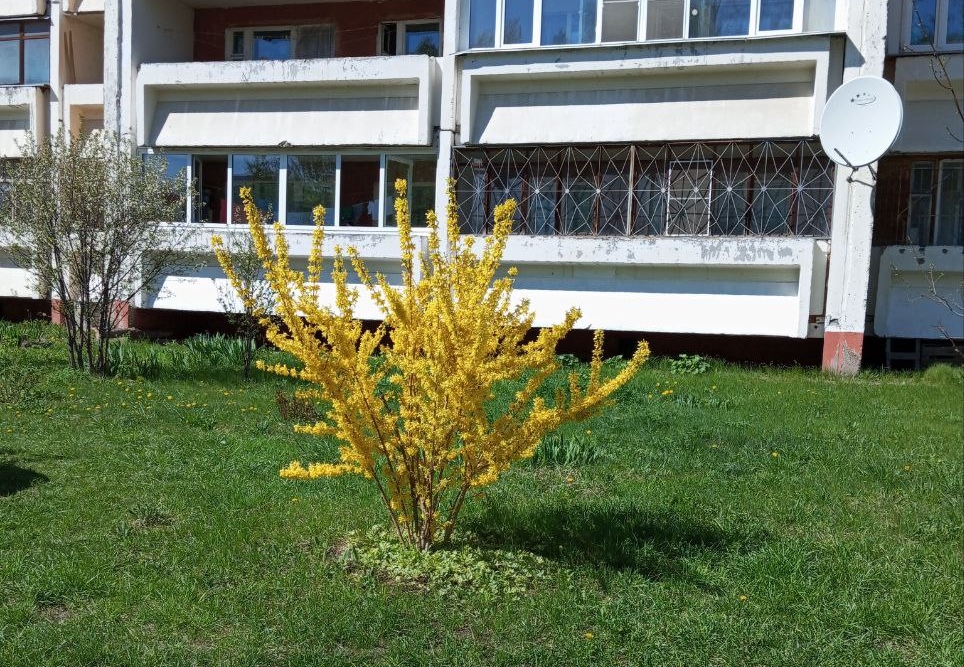 форзиция 2.jpg