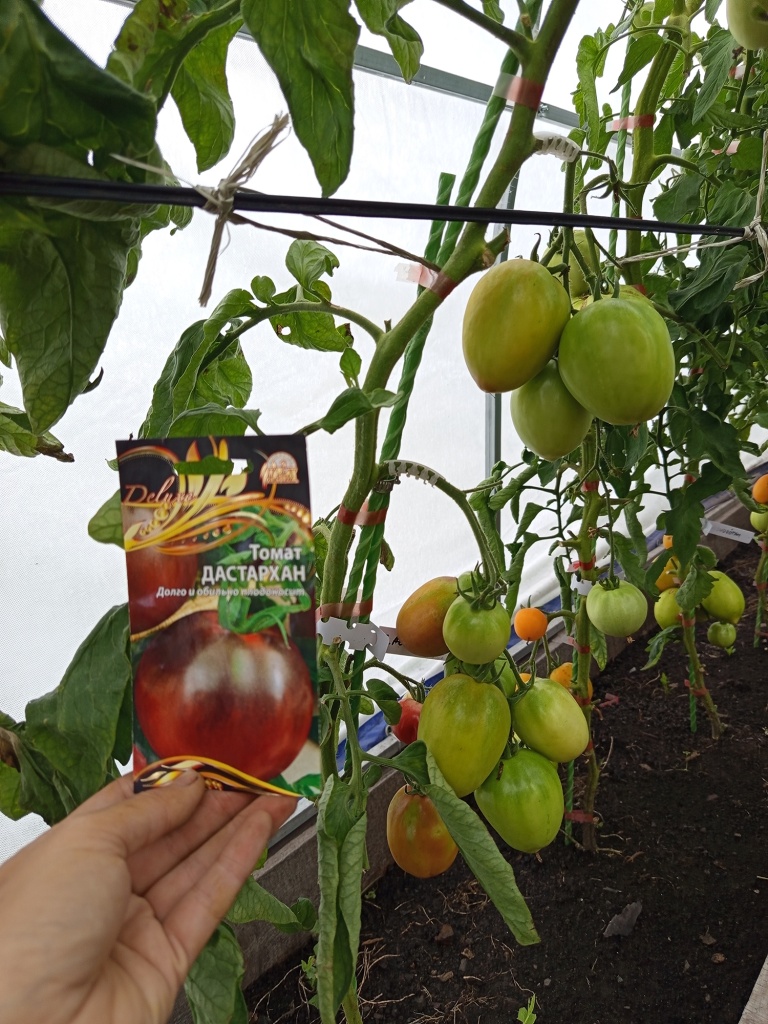 Помидоры становятся все крупнее.jpg