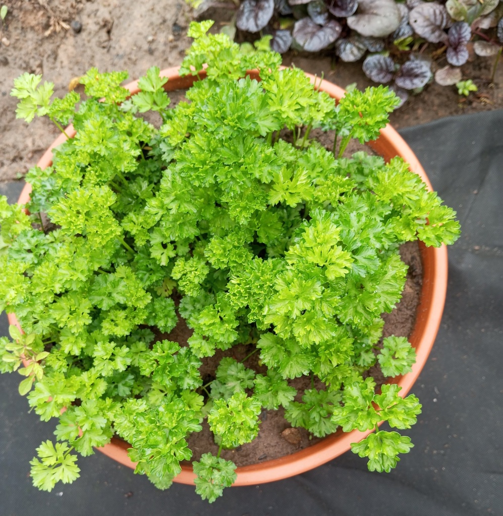 контейнерный сад_петрушка.jpg