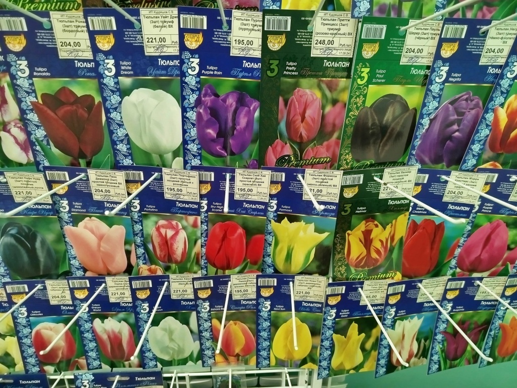 Тюльпаны ВХ в магазине.jpg Тюльпаны ВХ в магазине.jpg