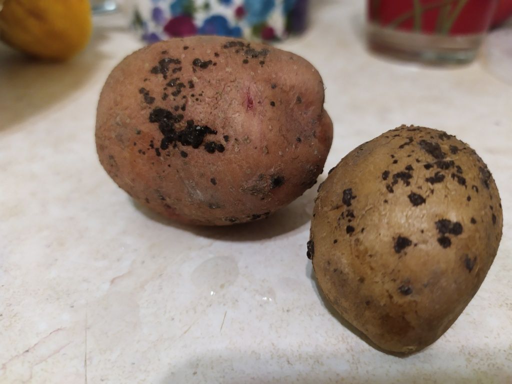 Болезни и вредители картофеля с описанием, фото, способами борьбы и лечения