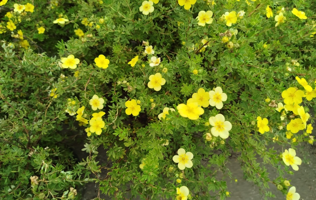 Лапчатка кустарниковая Элизабет 2.jpg