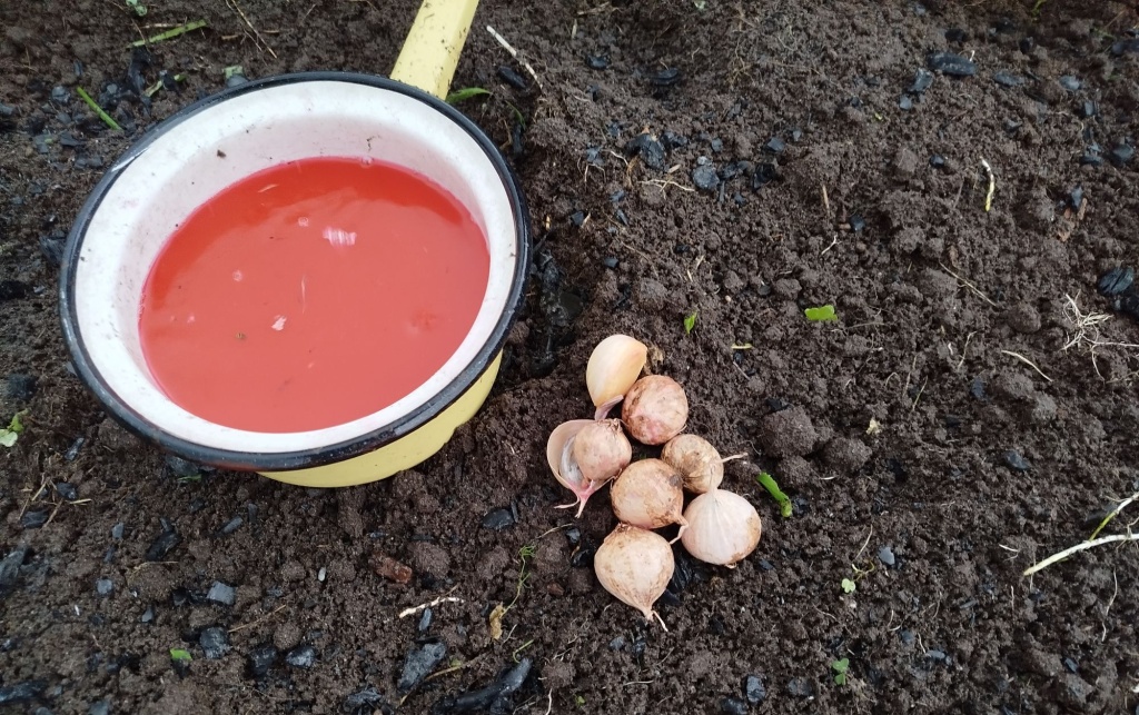 Протравливание однозубки перед посадкой.jpg