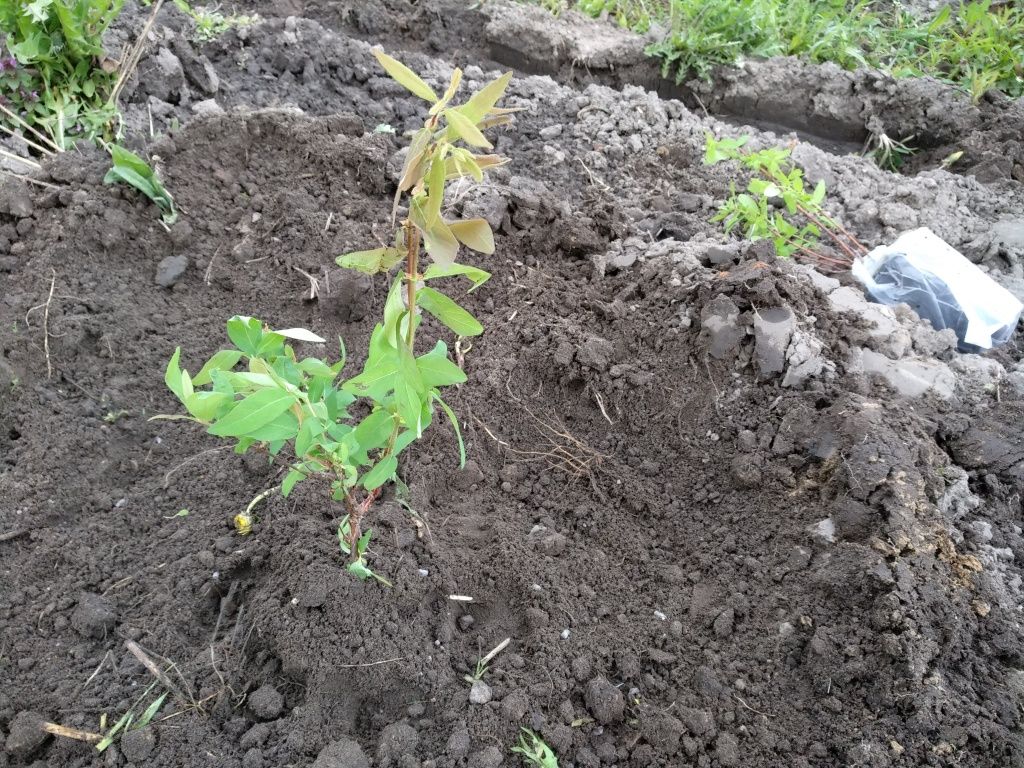 Для опыления рядом с Мореной в два ряда сажаем жимолость других сортов