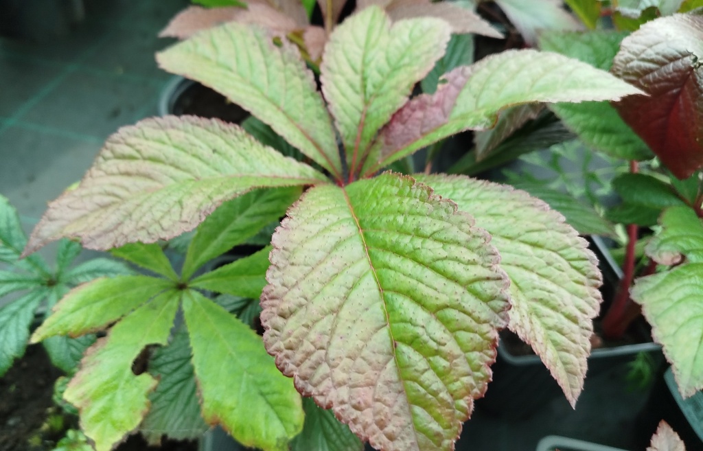 Роджерсия Bronze Peacock.jpg