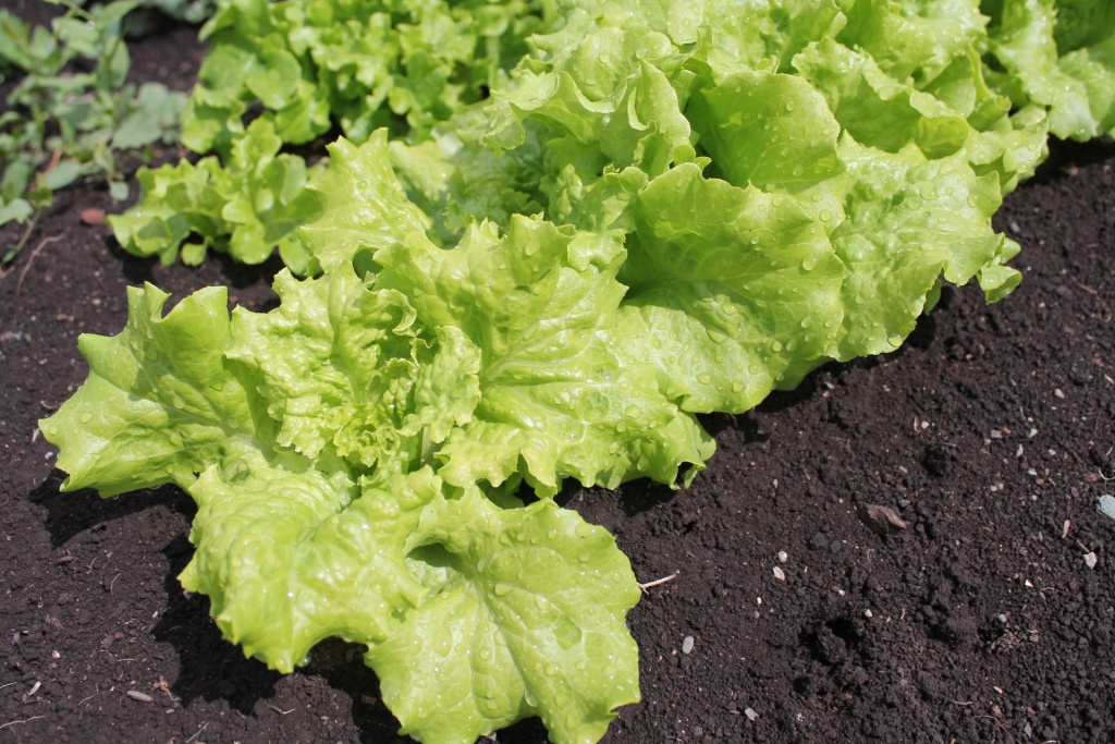 через 5 недель после посева.JPG