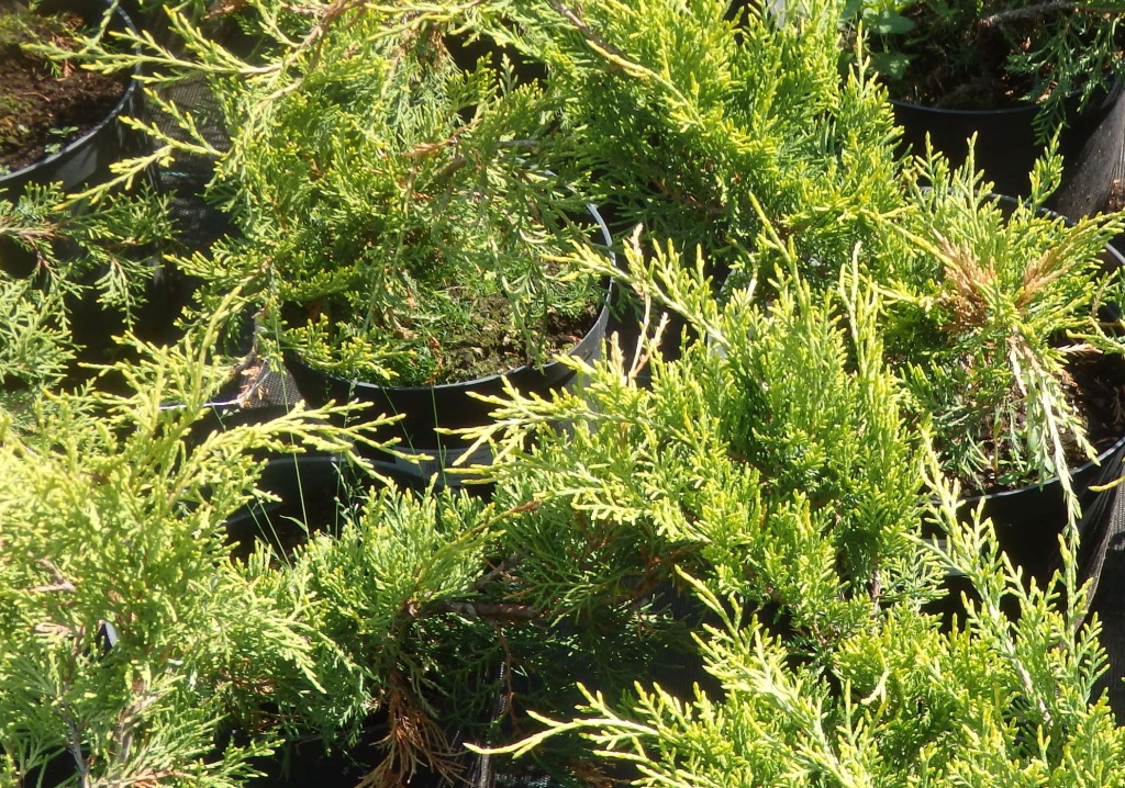 Можжевельник Пфитзериана Русур.JPG