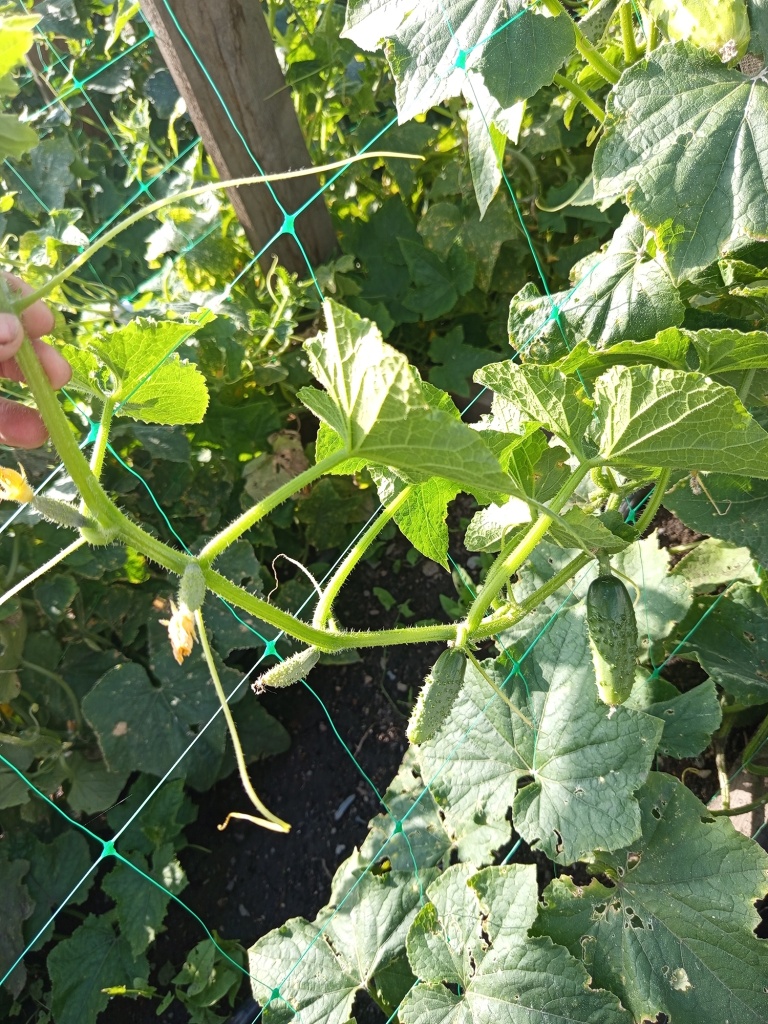 Благодаря коротким междоузлиям на побеге много завязей.jpg