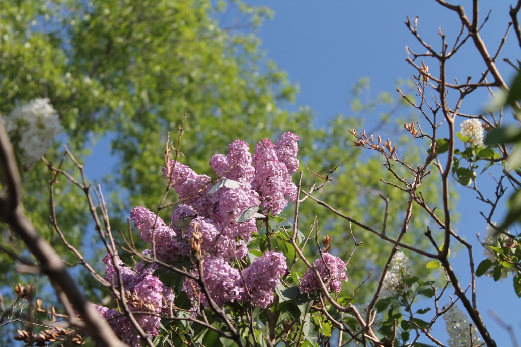 IMG_1101ццц.JPG