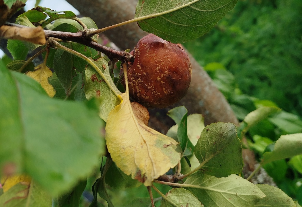 плодовая гниль яблони.jpg