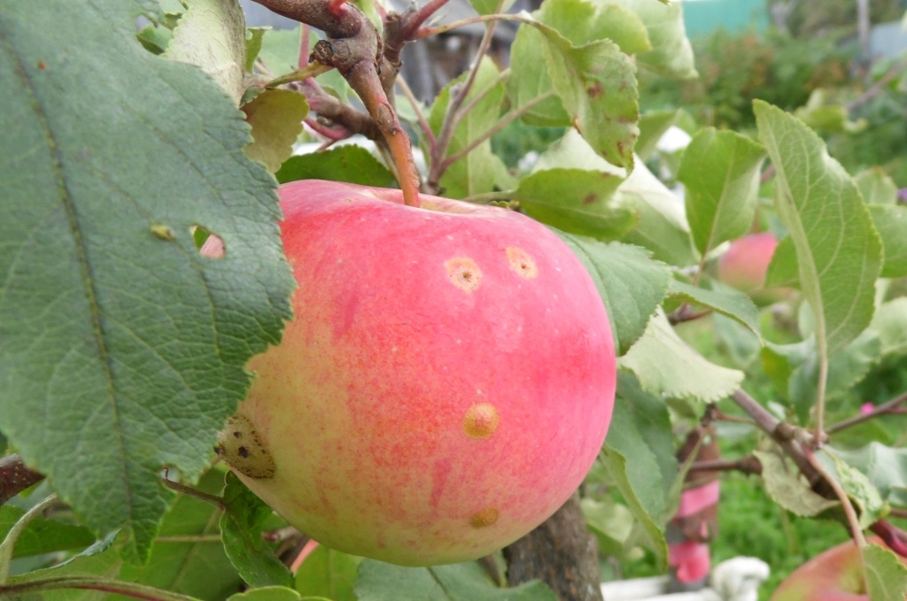 Бугорки на яблоке Родниковое.JPG