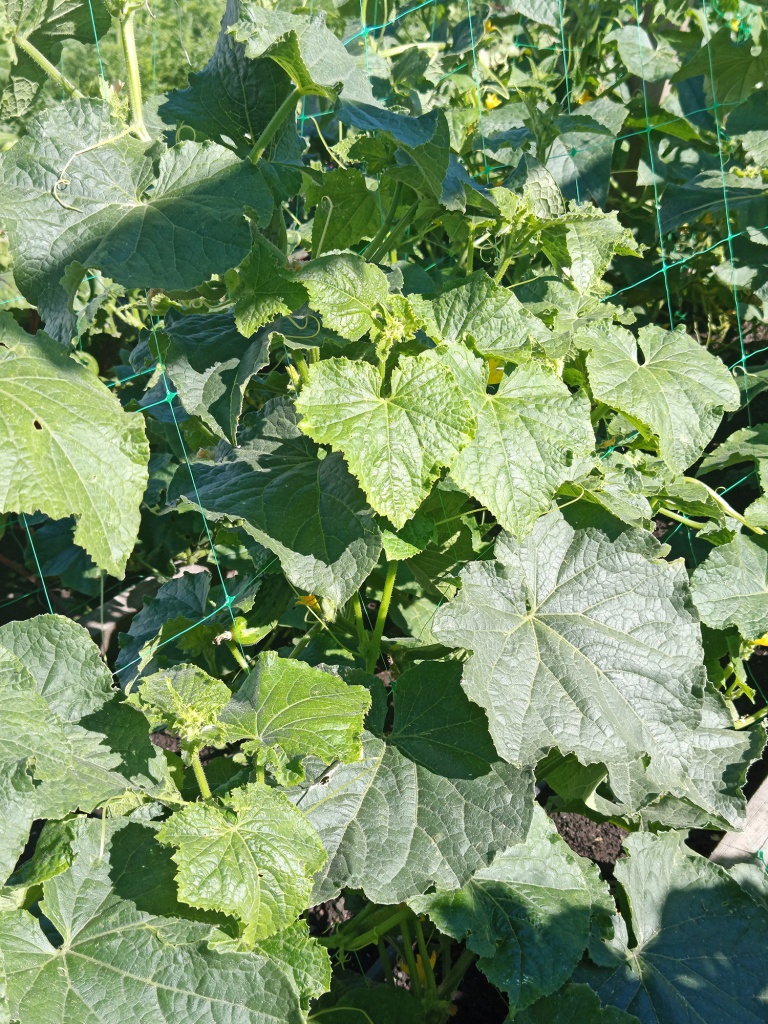 Растение стойко выдерживает жару.jpg