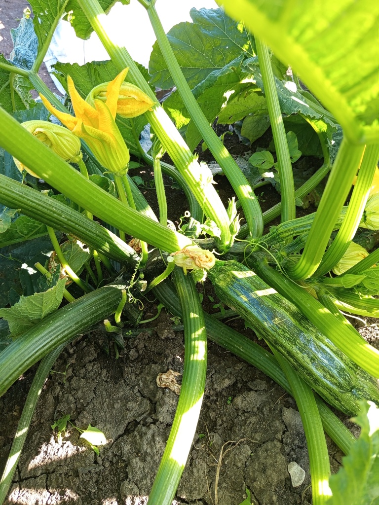 Сбор плодов проводим каждые три дня, не позволяя перерастать.jpg