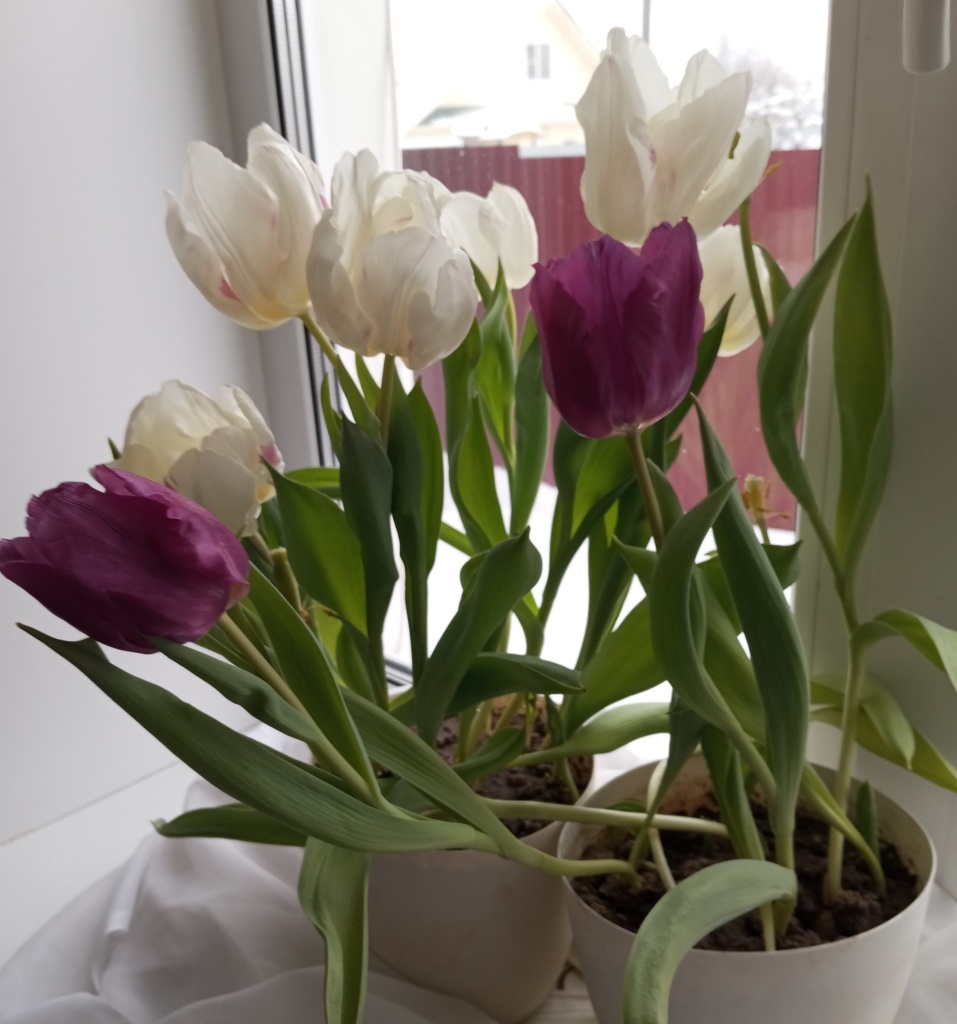 Доцветают.jpg Доцветают.jpg