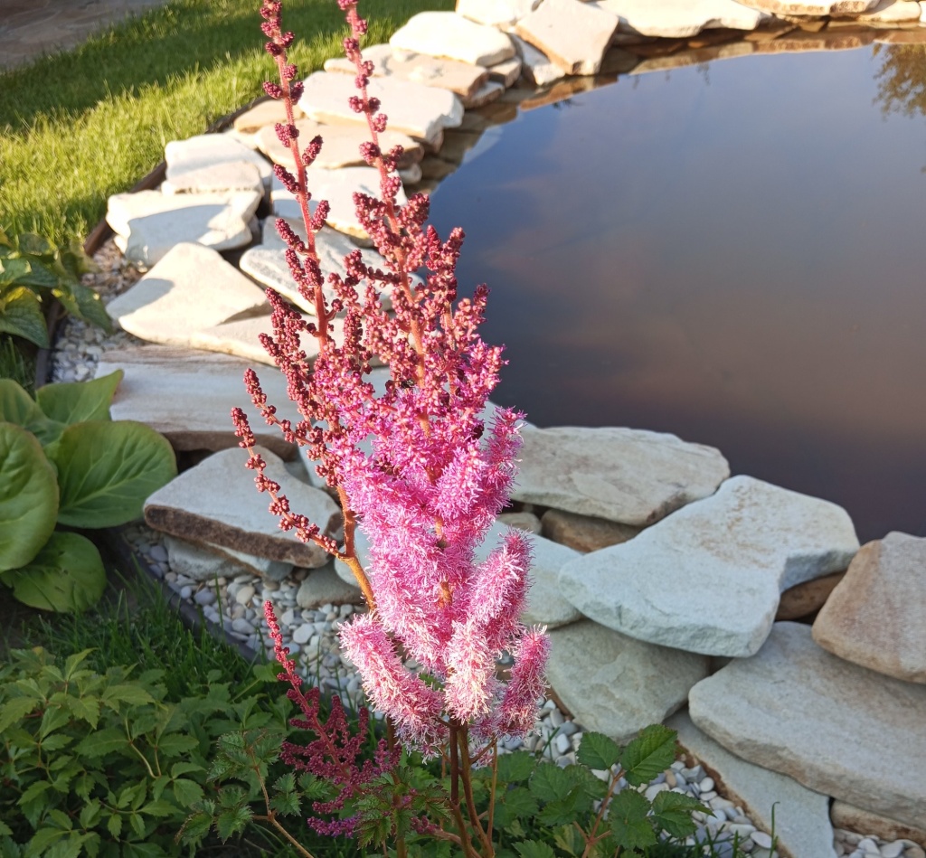 Садовый пруд.jpg