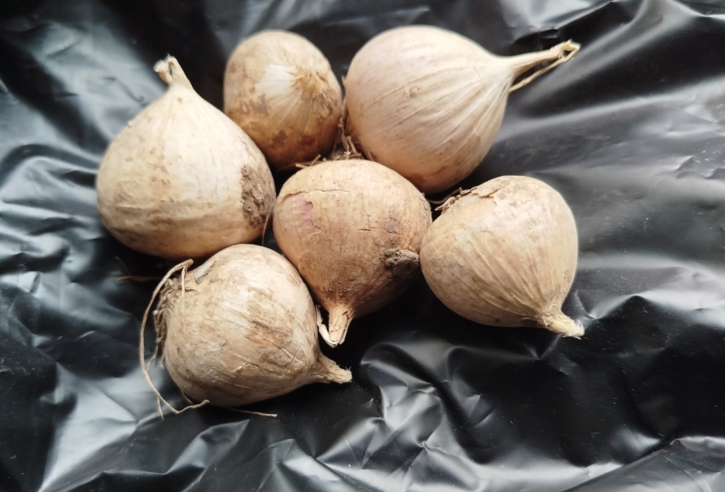 Чеснок Любаша однозубка.jpg