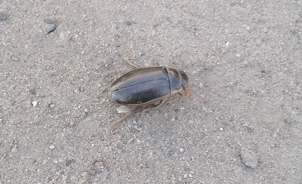 Жук плавунец.jpg