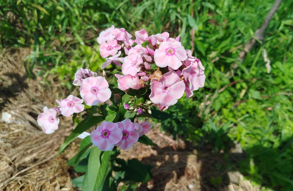 Флокс Татьяна.jpg