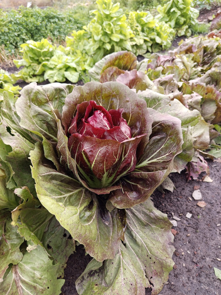 На грядке выглядит как роза.jpg