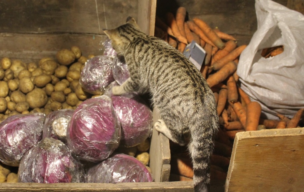 IMG_6681жжж (1).JPG