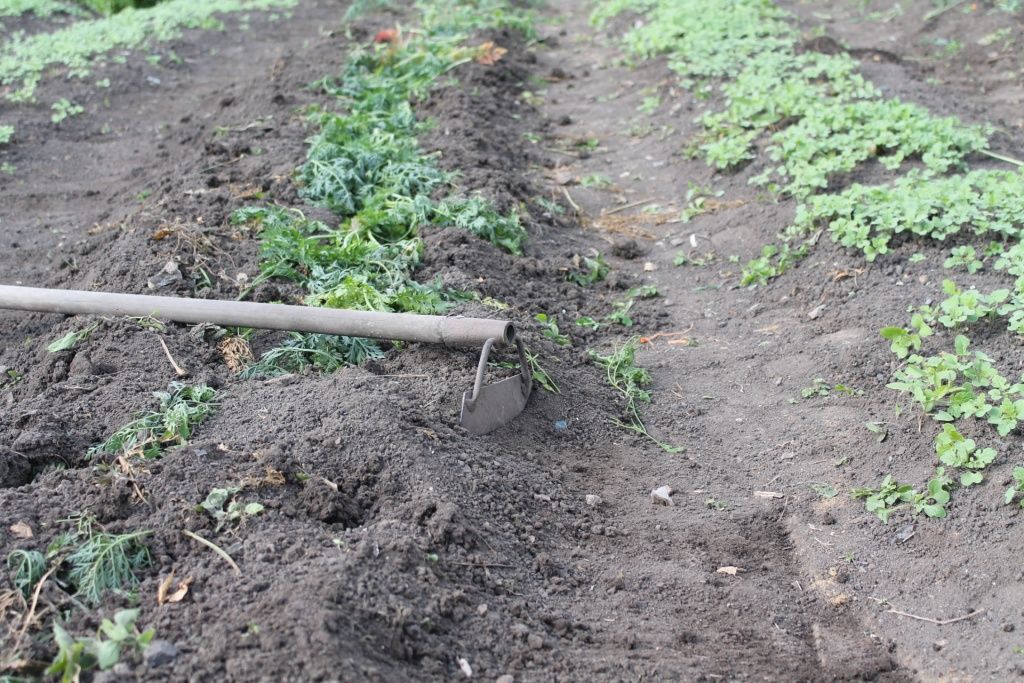 подготовка почвы после урожая 4еее.JPG