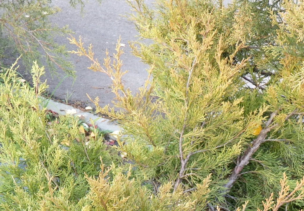 Можжевельник китайский Куривао Голд.JPG