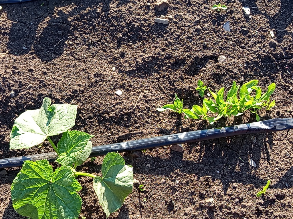 03. Огурцы взошли быстрее, чем шпинат..jpg