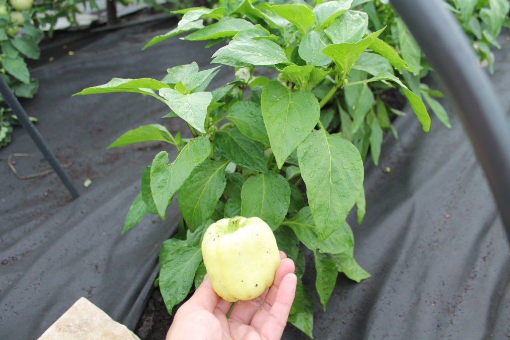 Первый небольшой перчик сорвали 3-го августа.JPG