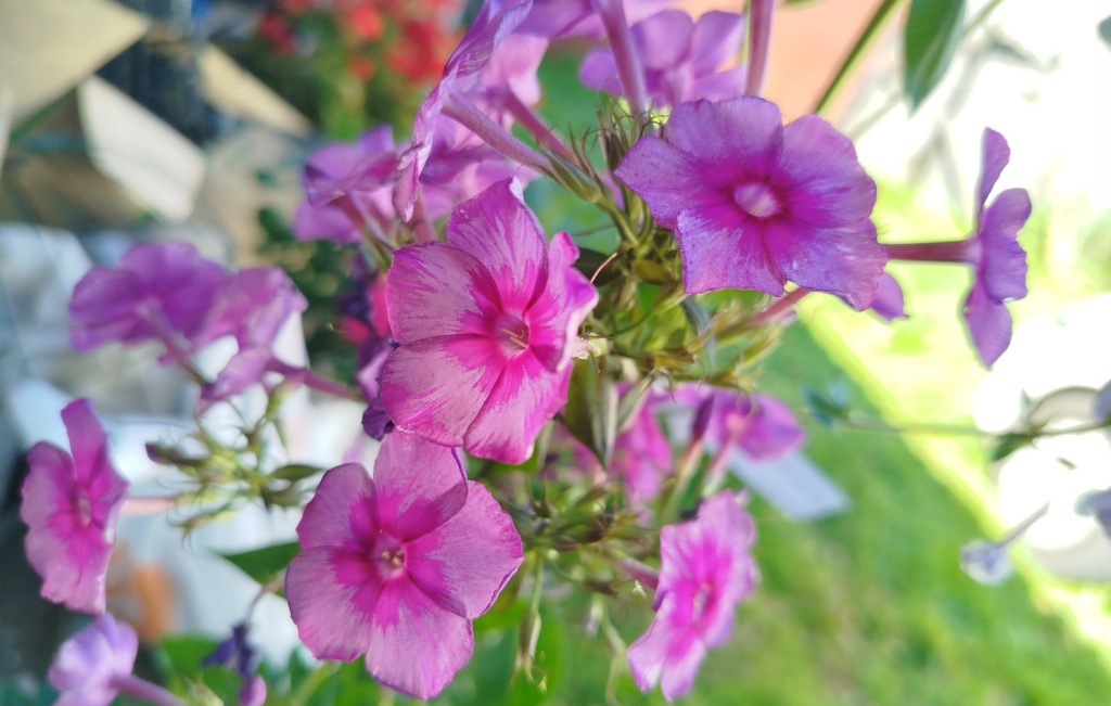 Флокс метельчатый Дракон.jpg