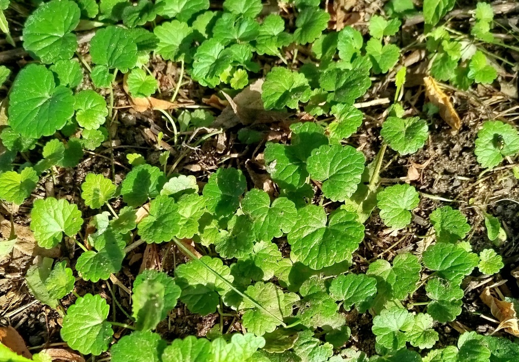 Будра плющевидная.jpg