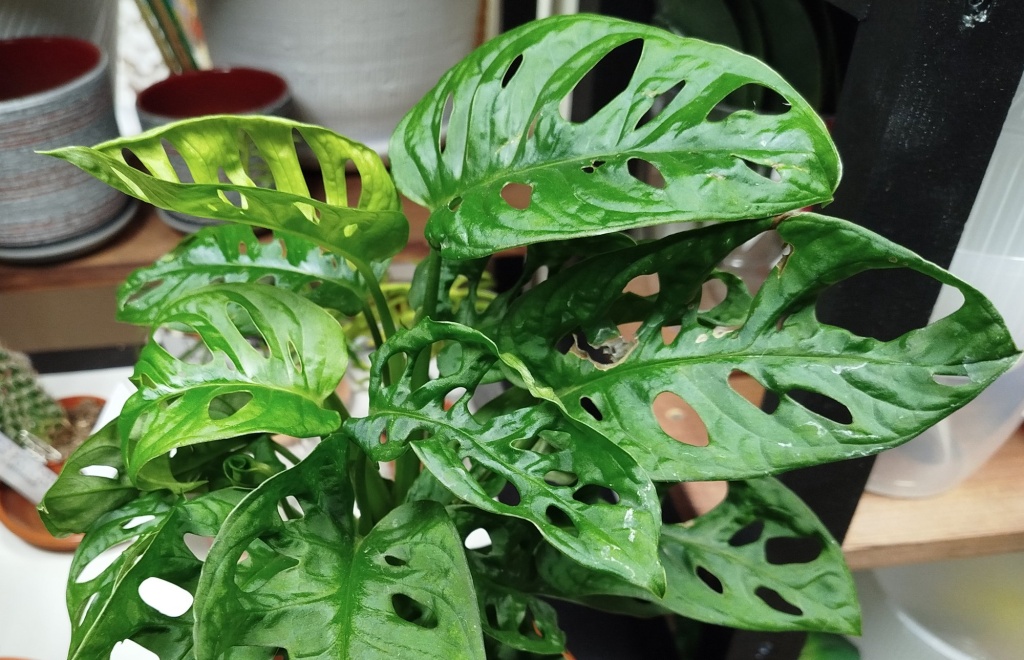 Монстера Обликва.jpg