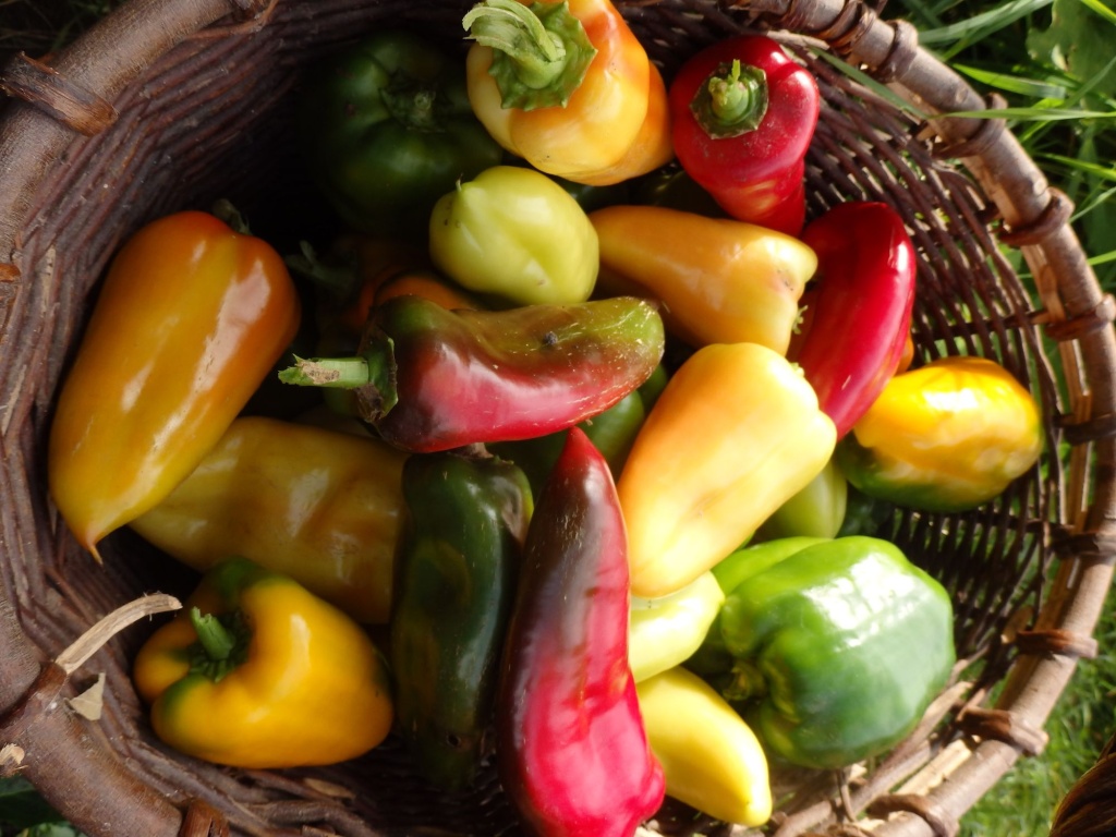 Урожай перца.JPG