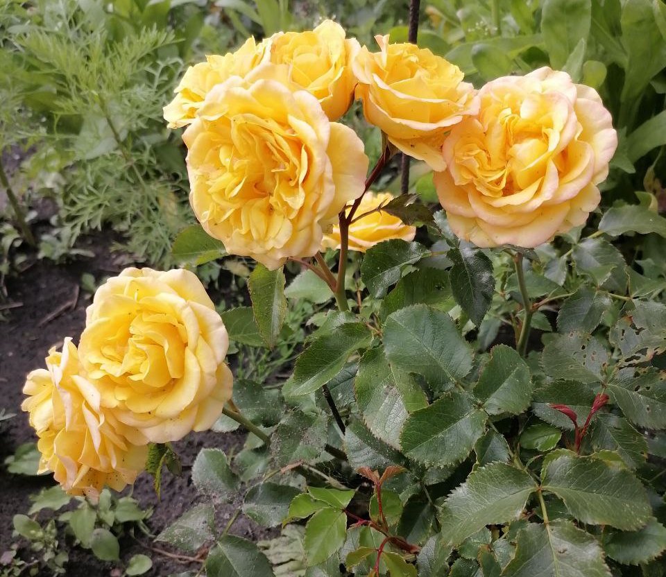 Роза спрей Сан Сити.jpg