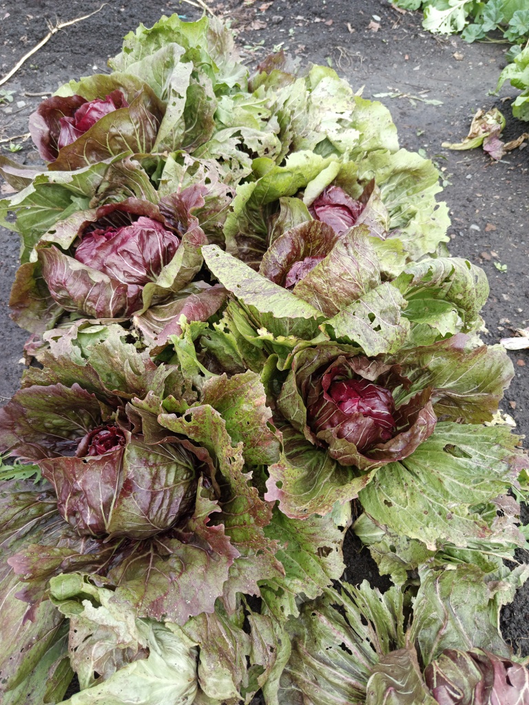 Стойко выдерживает атаки слизней.jpg