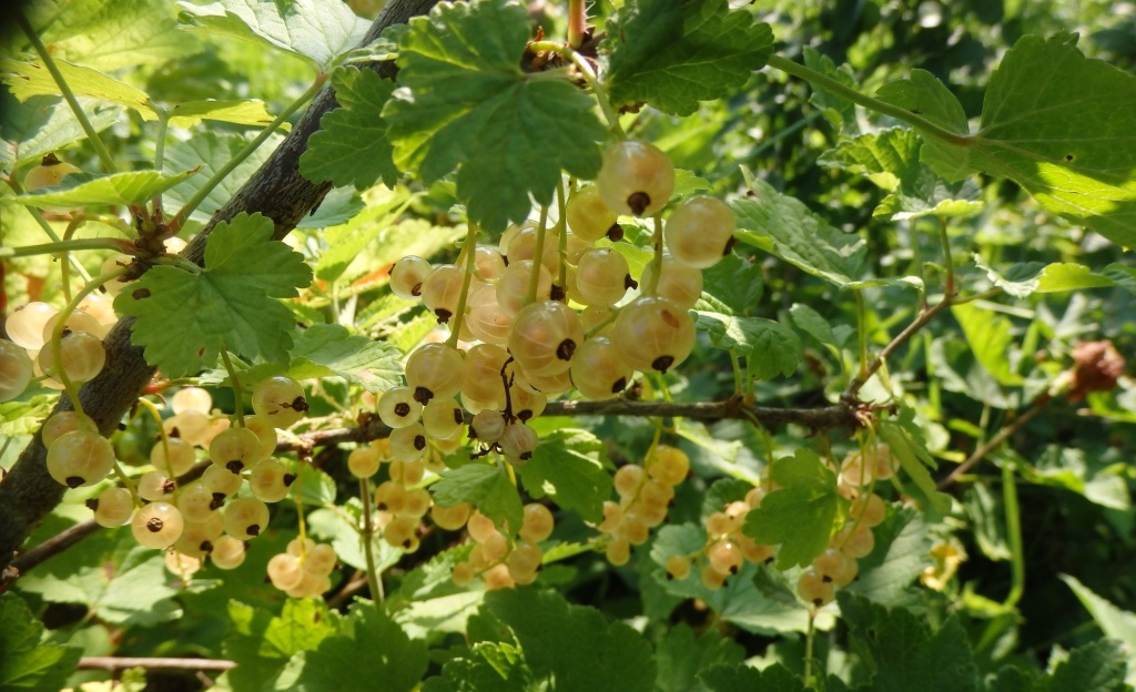 белая смородина.JPG