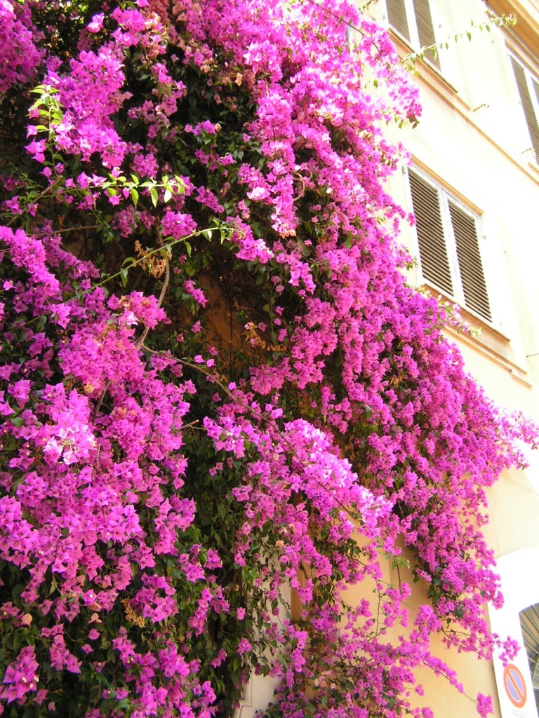 Бугенвиллея в Италии.JPG