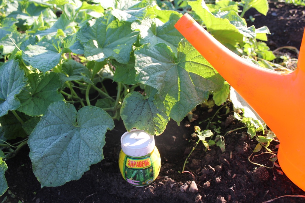 Здравень Турбо поможет получить богатый урожай.JPG