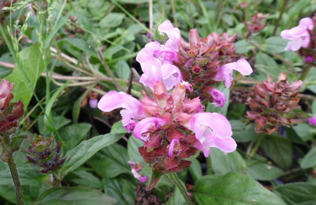 Черноголовка крупноцветковая Рубра.JPG