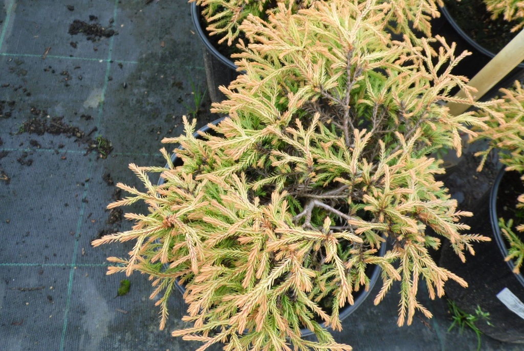 Туя западная Голден Таффет.JPG