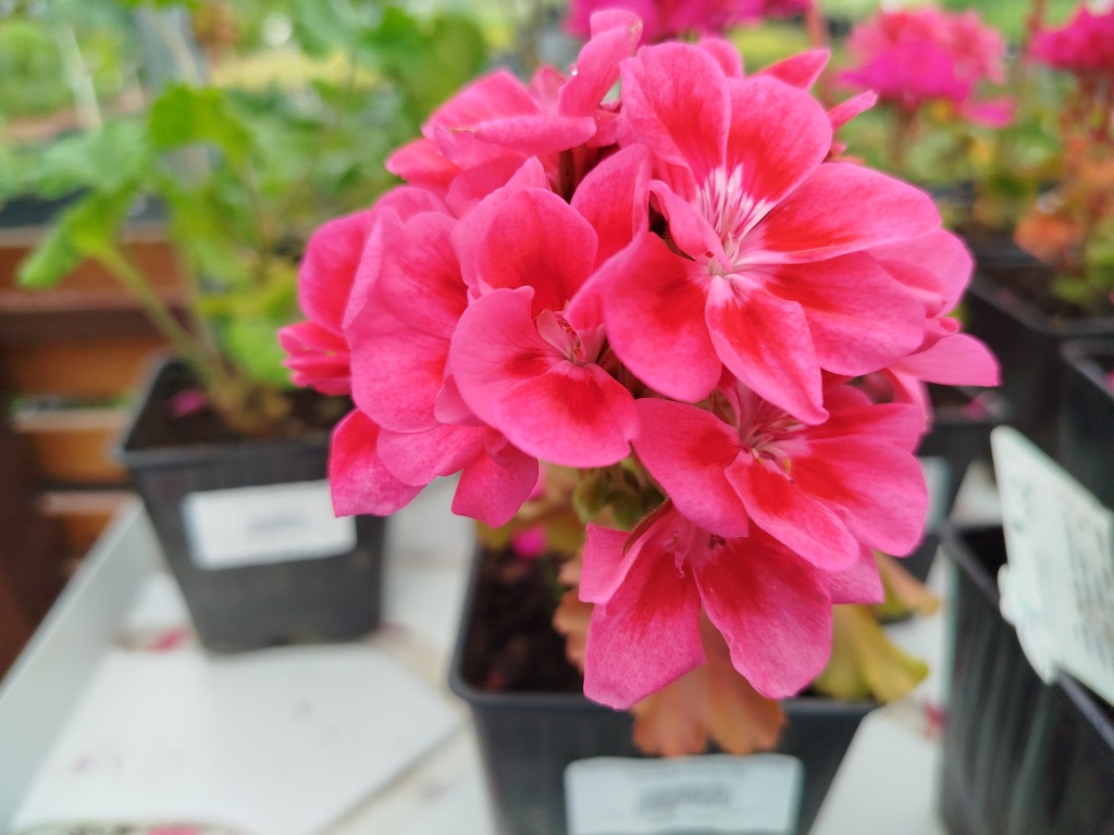 Пеларгония зональная Toscana Castello Claire Rose Red Eye.jpg