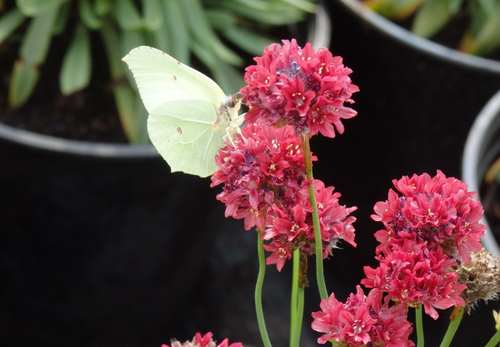 Армерия приморская Ballerina Red.JPG