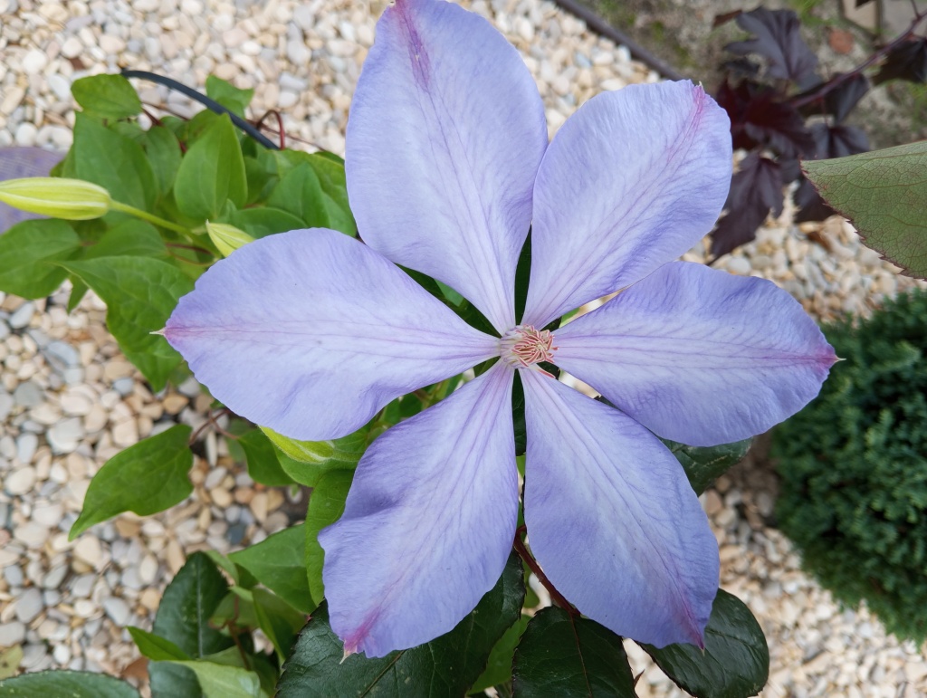 Клематис Миссис Чолмондели 2.jpg