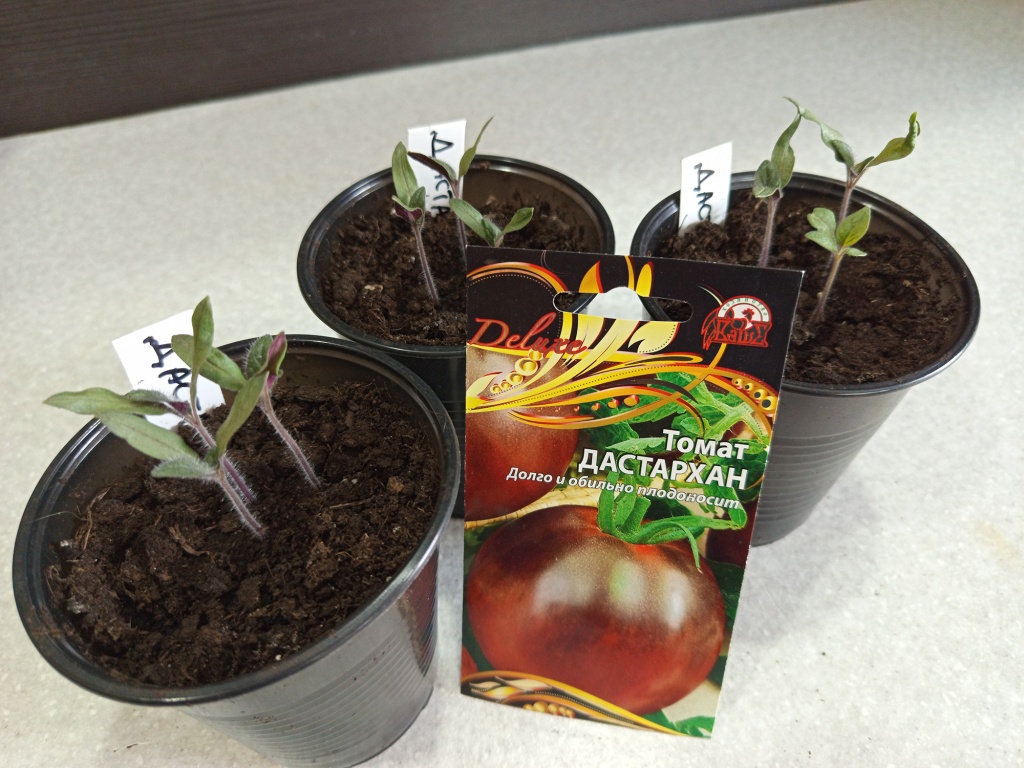 Начало сезона, отличная всхожесть.jpg