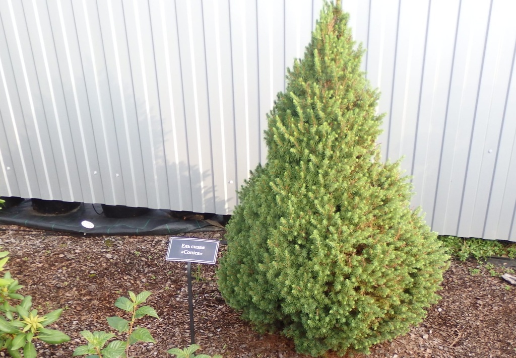 Ель сизая Коника.JPG